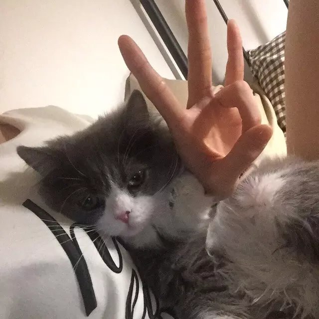闻星韦爱