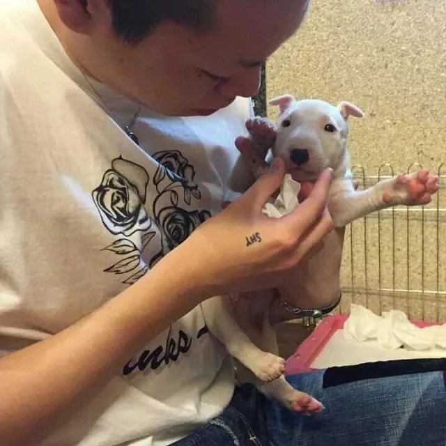 萧婕彦绍